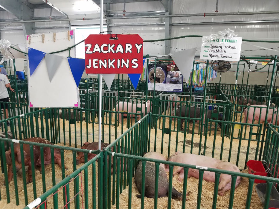 Pigs in green pens inside steel building at county fair.